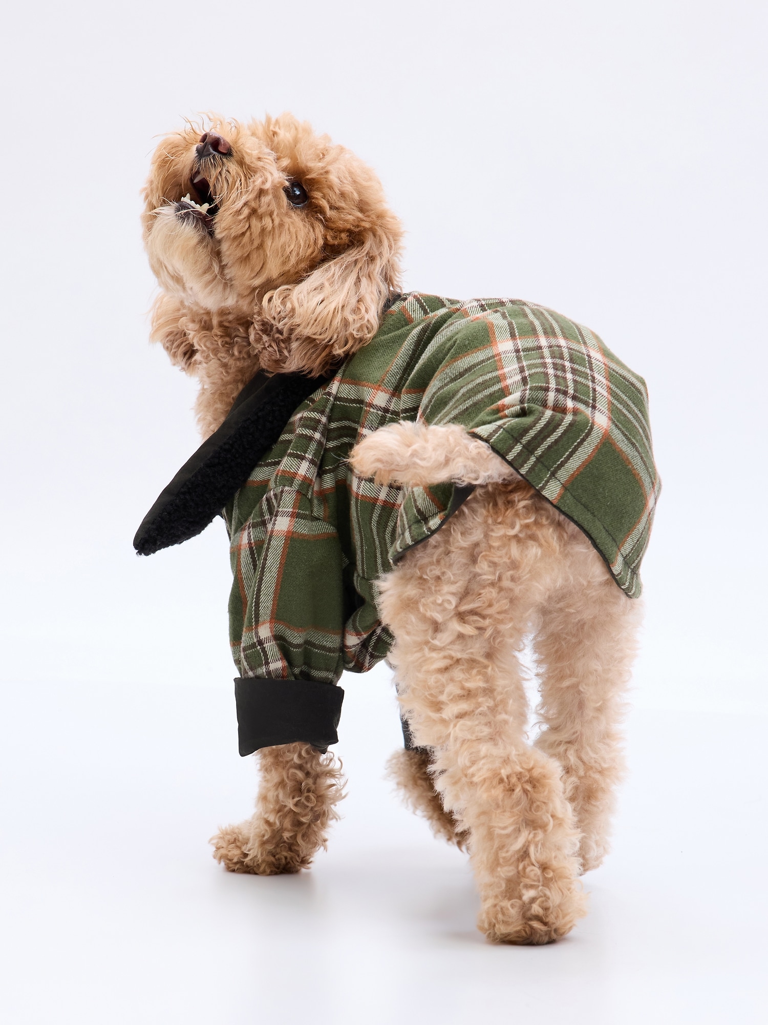 Gap best sale dog jacket