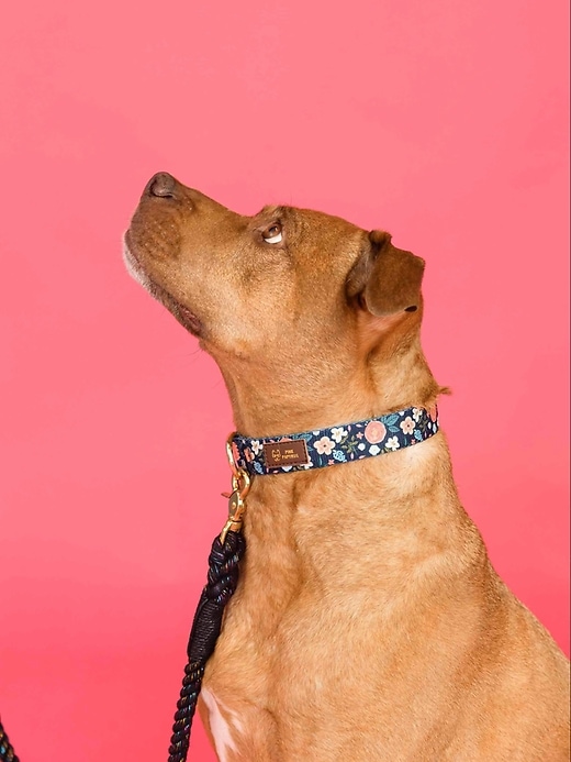 Image number 3 showing, Printed Fabric Dog Collar