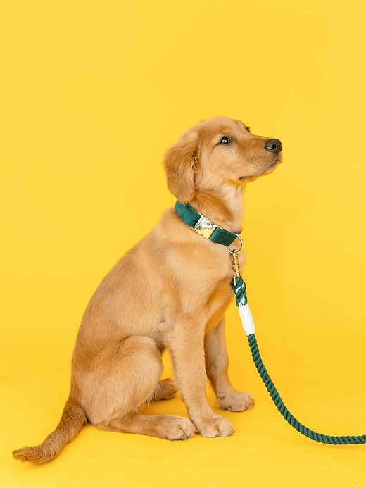 Image number 5 showing, Velvet Dog Collar