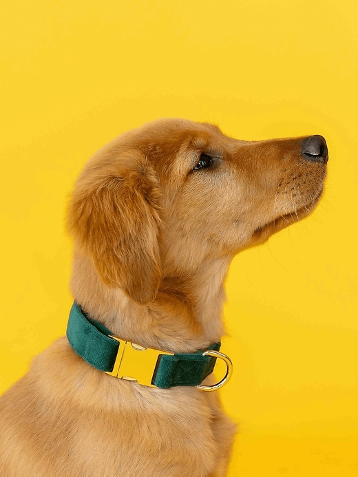Image number 3 showing, Velvet Dog Collar