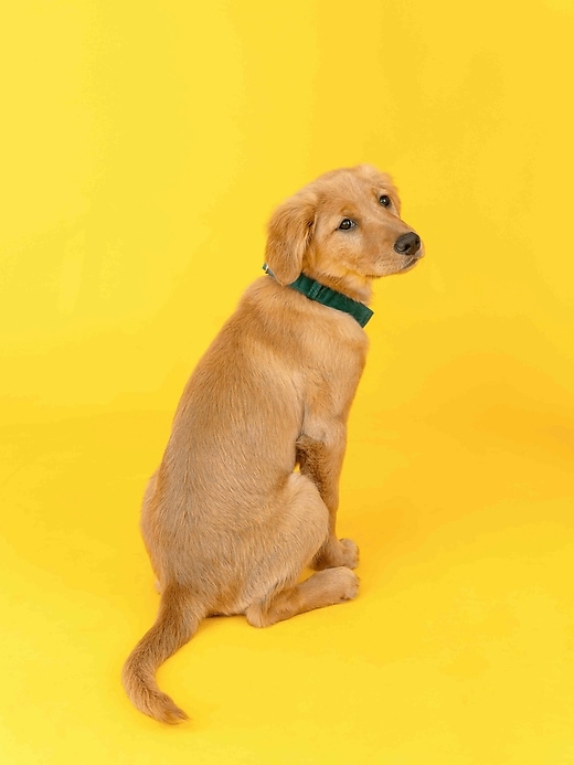 Image number 4 showing, Velvet Dog Collar