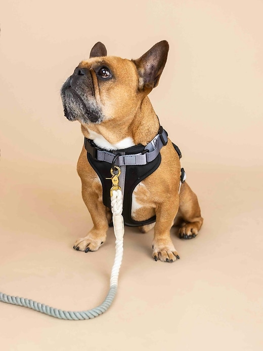 Image number 6 showing, Ultra Comfort Neoprene Dog Harness