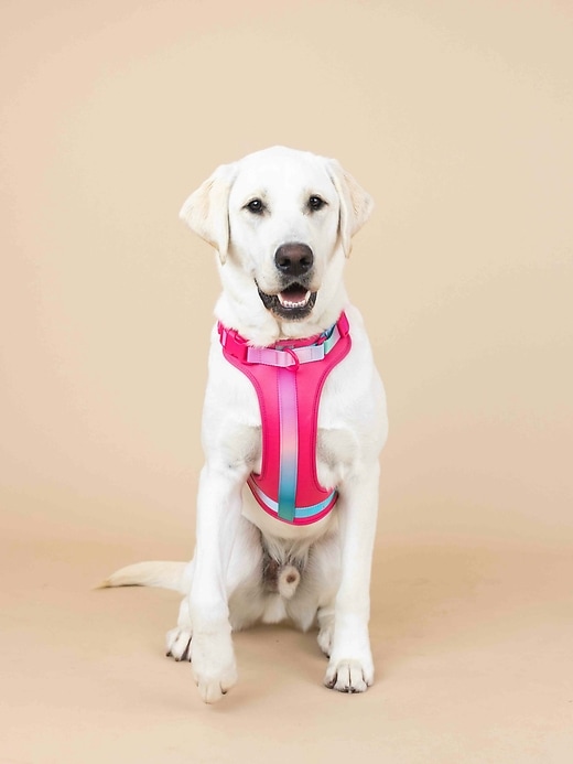 Image number 3 showing, Ultra Comfort Neoprene Dog Harness