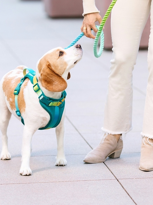 Image number 4 showing, Ultra Comfort Neoprene Dog Harness