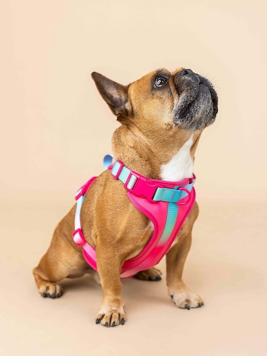 Image number 5 showing, Ultra Comfort Neoprene Dog Harness