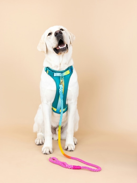 Image number 5 showing, Ultra Comfort Neoprene Dog Harness