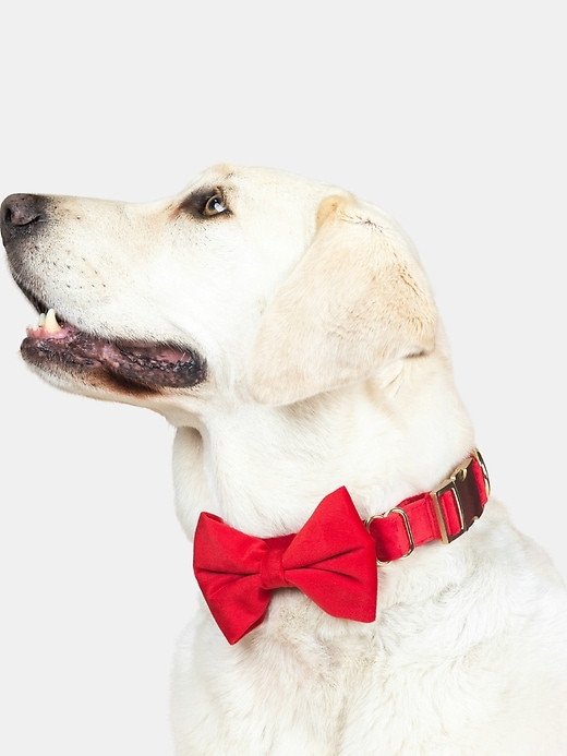 Image number 3 showing, Velvet Dog Bow Tie