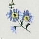 White & blue floral print